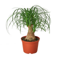Palm Ponytail — 6-Inch Pot