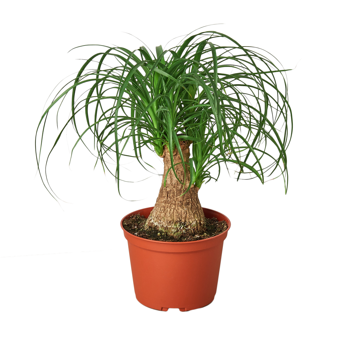 Palm Ponytail - 6" Pot - NURSERY POT ONLY