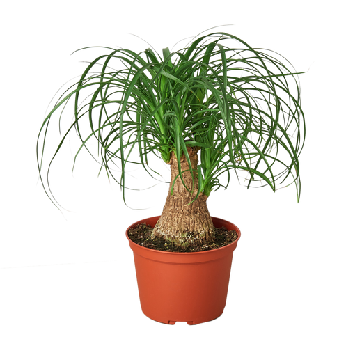 Palm Ponytail — 6-Inch Pot
