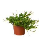 Peperomia 'Axillaris'