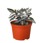 Peperomia 'Metallica'