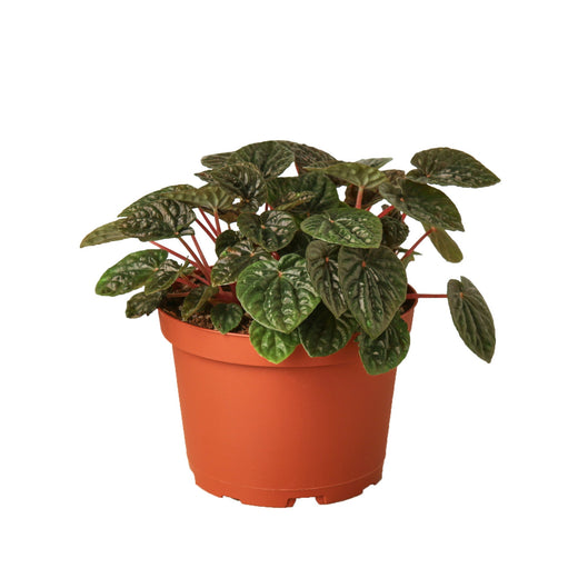 Peperomia 'Ripple Red' — 6-Inch Pot