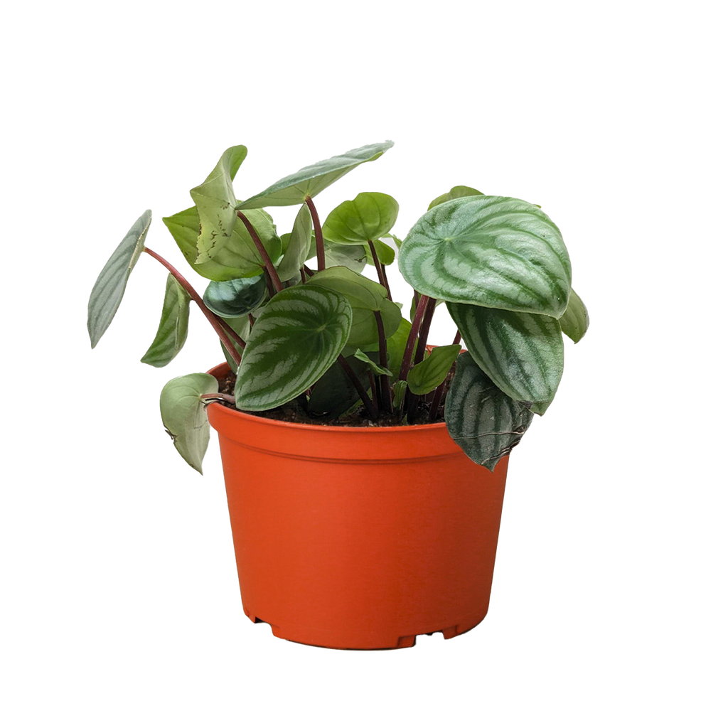 Watermelon Peperomia live plant
