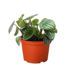 Watermelon Peperomia live plant