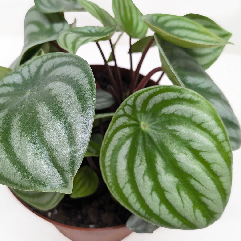 Watermelon Peperomia live plant