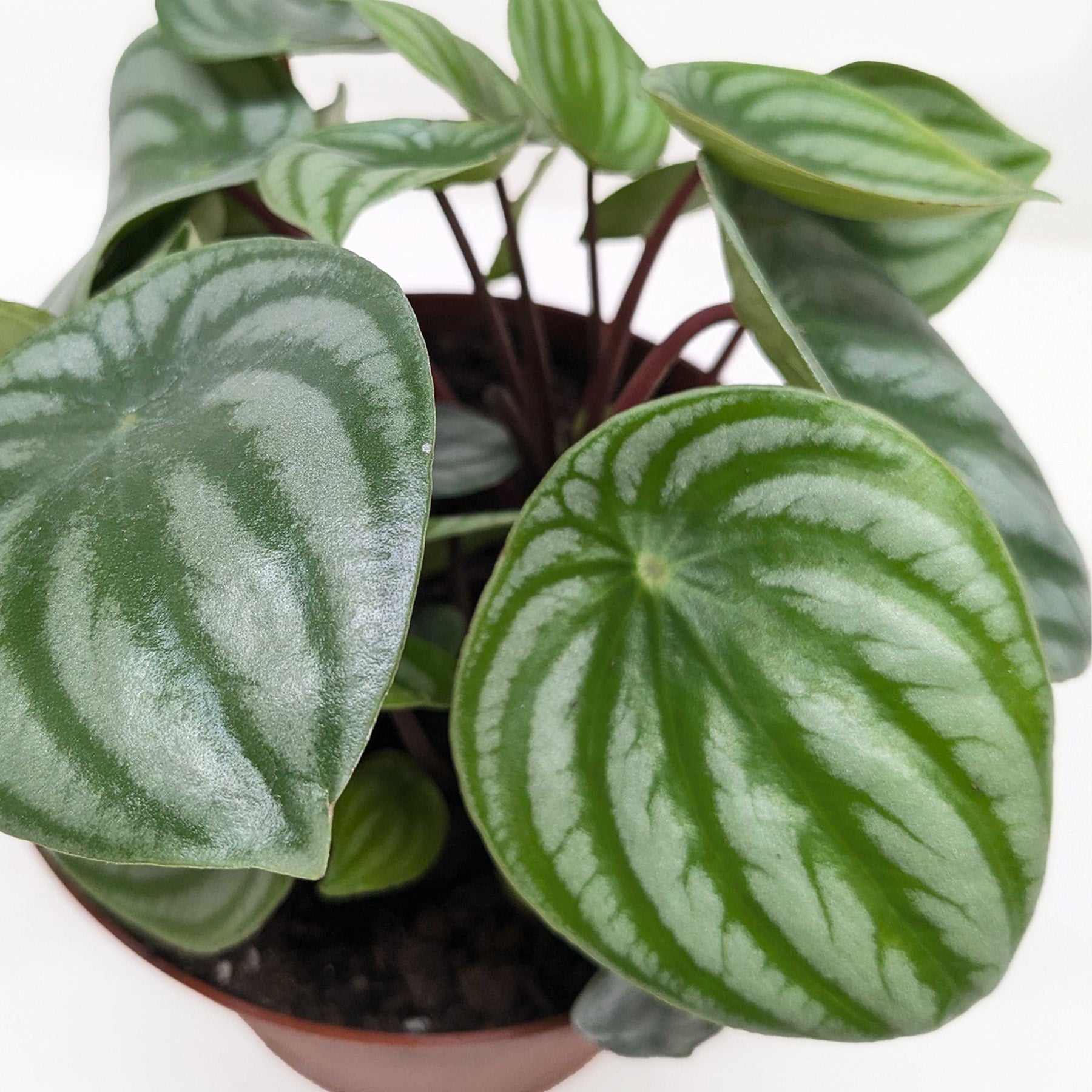Watermelon Peperomia live plant