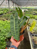 Philodendron Billietiae — Orange Stem Collector Plant live plant