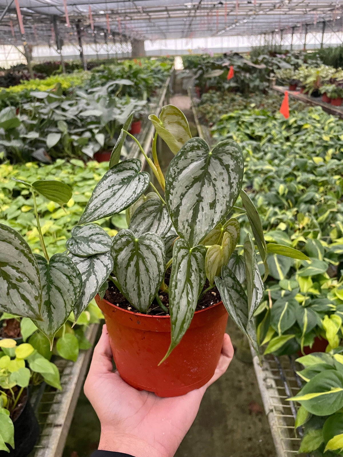 Philodendron Brandi — Silver-Leaf Climbing Plant live plant