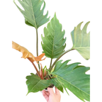 Philodendron Caramel Pluto