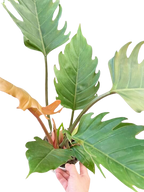 Philodendron Caramel Pluto