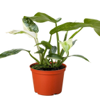 Philodendron Jose Bueno