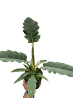 Philodendron 'Jungle Boogie'