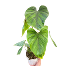 Philodendron PlowManii