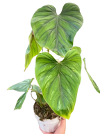 Philodendron PlowManii