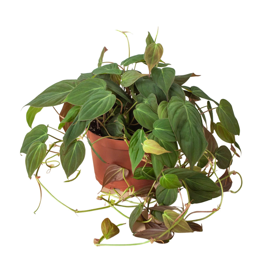 Velvet Philodendron — Trailing Houseplant live plant