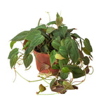 Velvet Philodendron — Trailing Houseplant live plant