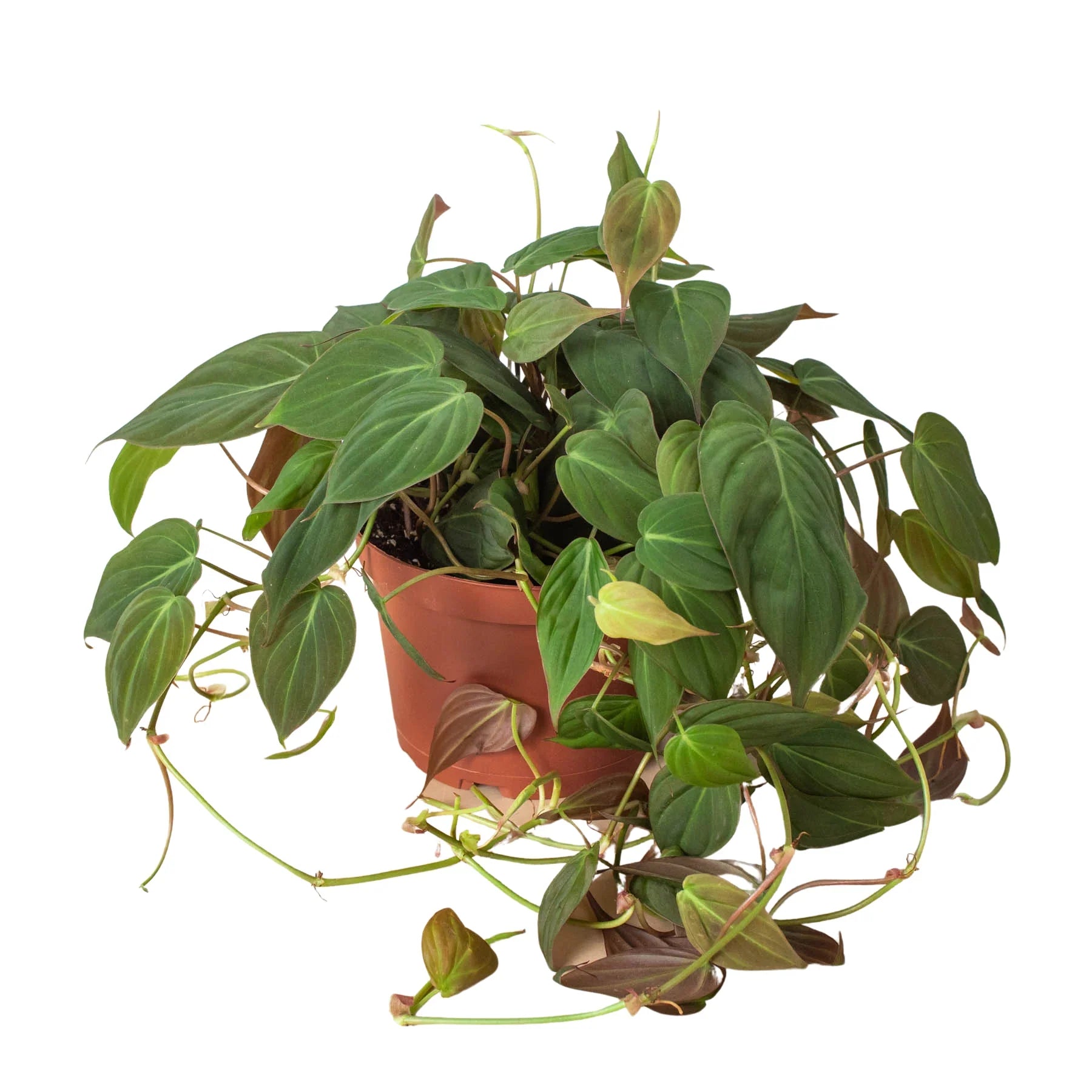 Velvet Philodendron — Trailing Houseplant live plant