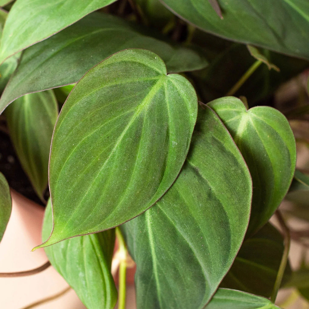 Velvet Philodendron — Trailing Houseplant live plant