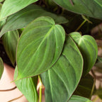 Velvet Philodendron — Trailing Houseplant live plant