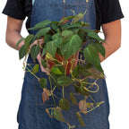 Velvet Philodendron — Trailing Houseplant live plant