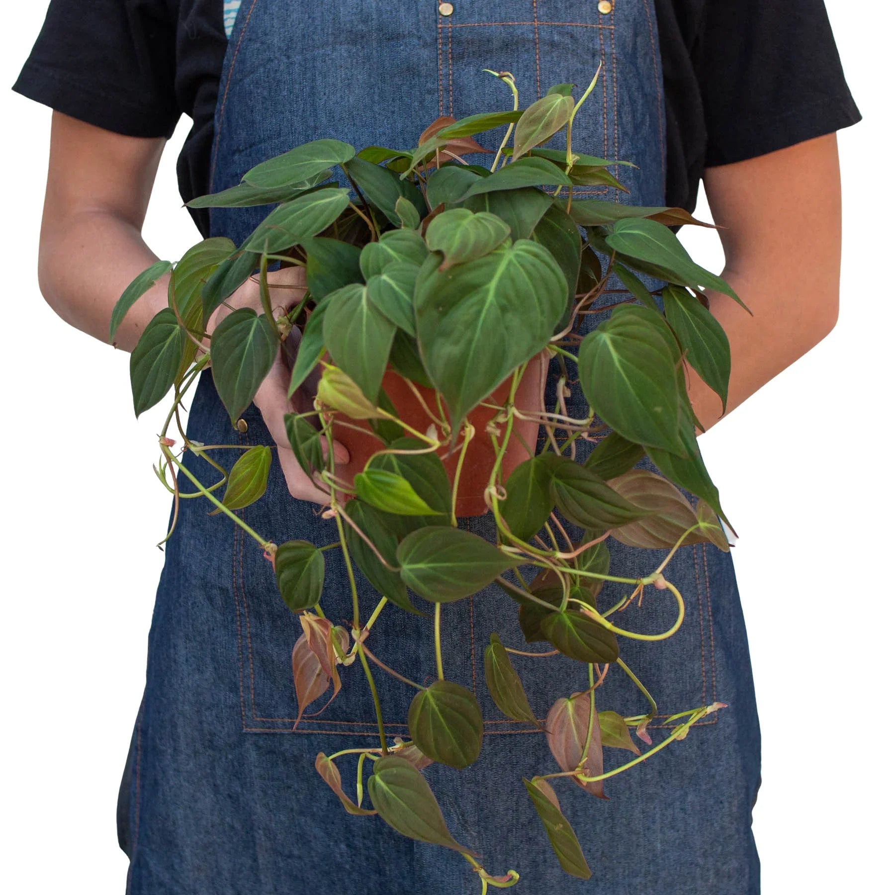 Velvet Philodendron — Trailing Houseplant live plant
