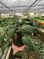 Velvet Philodendron — Trailing Houseplant live plant