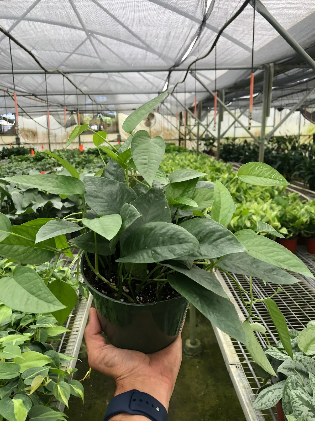 Cebu Blue Pothos — Silvery Trailing Vine live plant