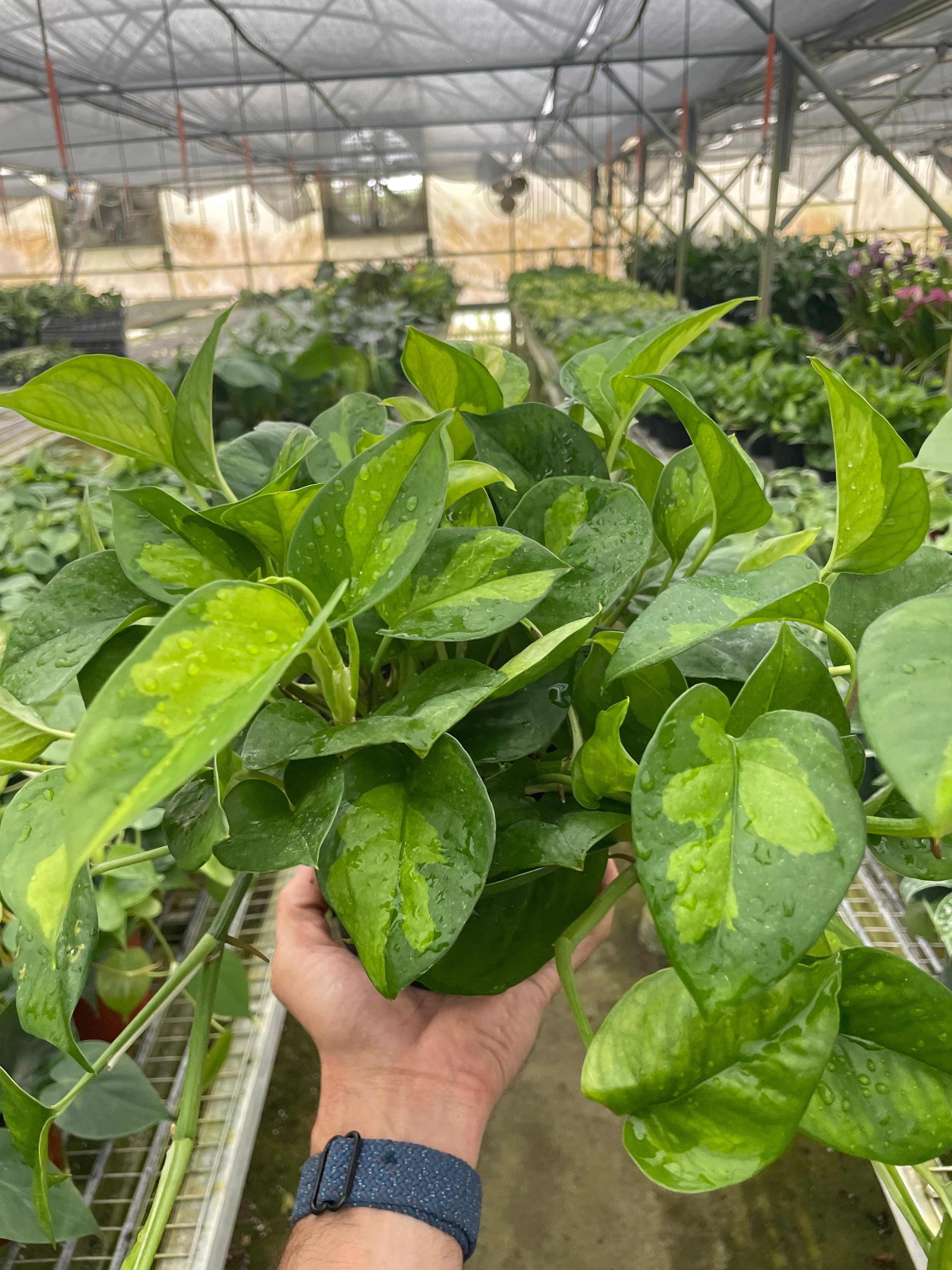 Global Green Pothos — Patterned Easy-Care Vine live plant