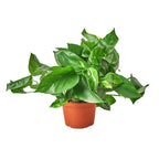 Golden Pothos — Easy-Care Trailing Houseplant live plant