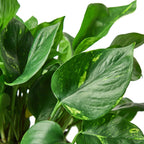 Golden Pothos — Easy-Care Trailing Houseplant live plant