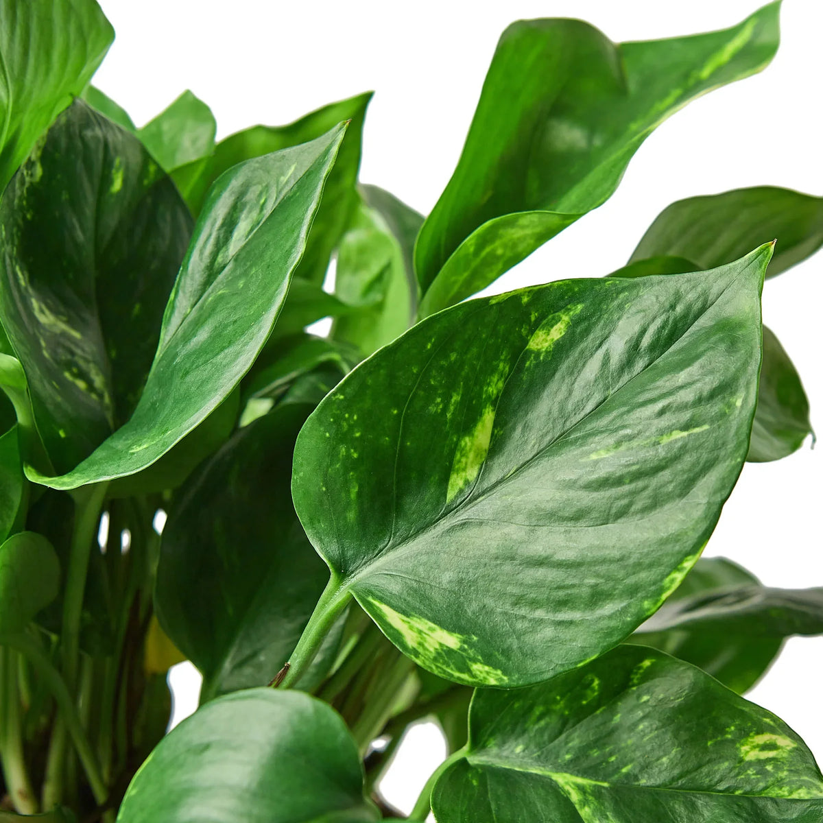 Golden Pothos — Easy-Care Trailing Houseplant live plant