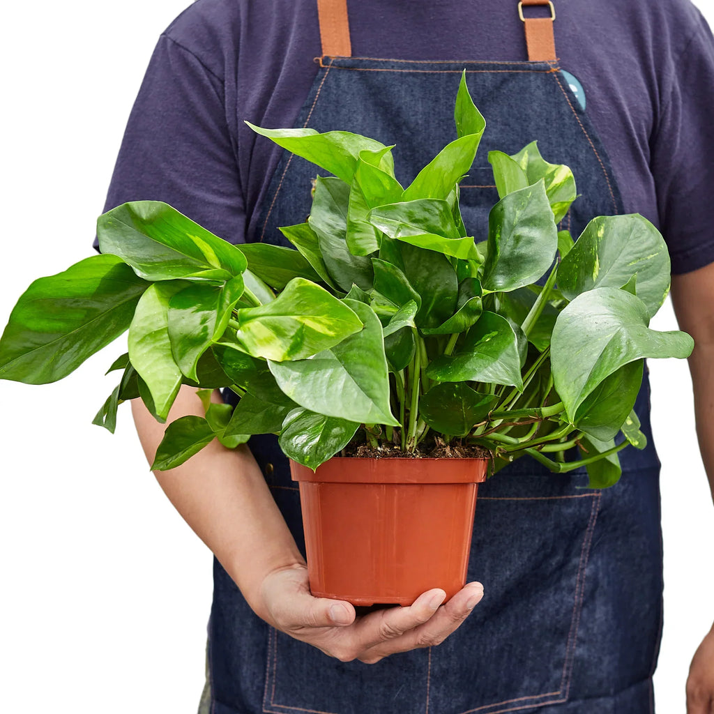 Golden Pothos — Easy-Care Trailing Houseplant live plant