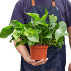 Golden Pothos — Easy-Care Trailing Houseplant live plant