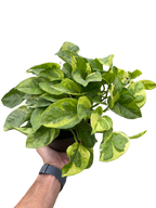 Pothos 'Lemon Meringue'