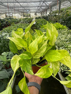 Neon Queen Pothos — Lime Variegated Vine live plant