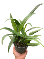 Pothos 'Silver Streak'