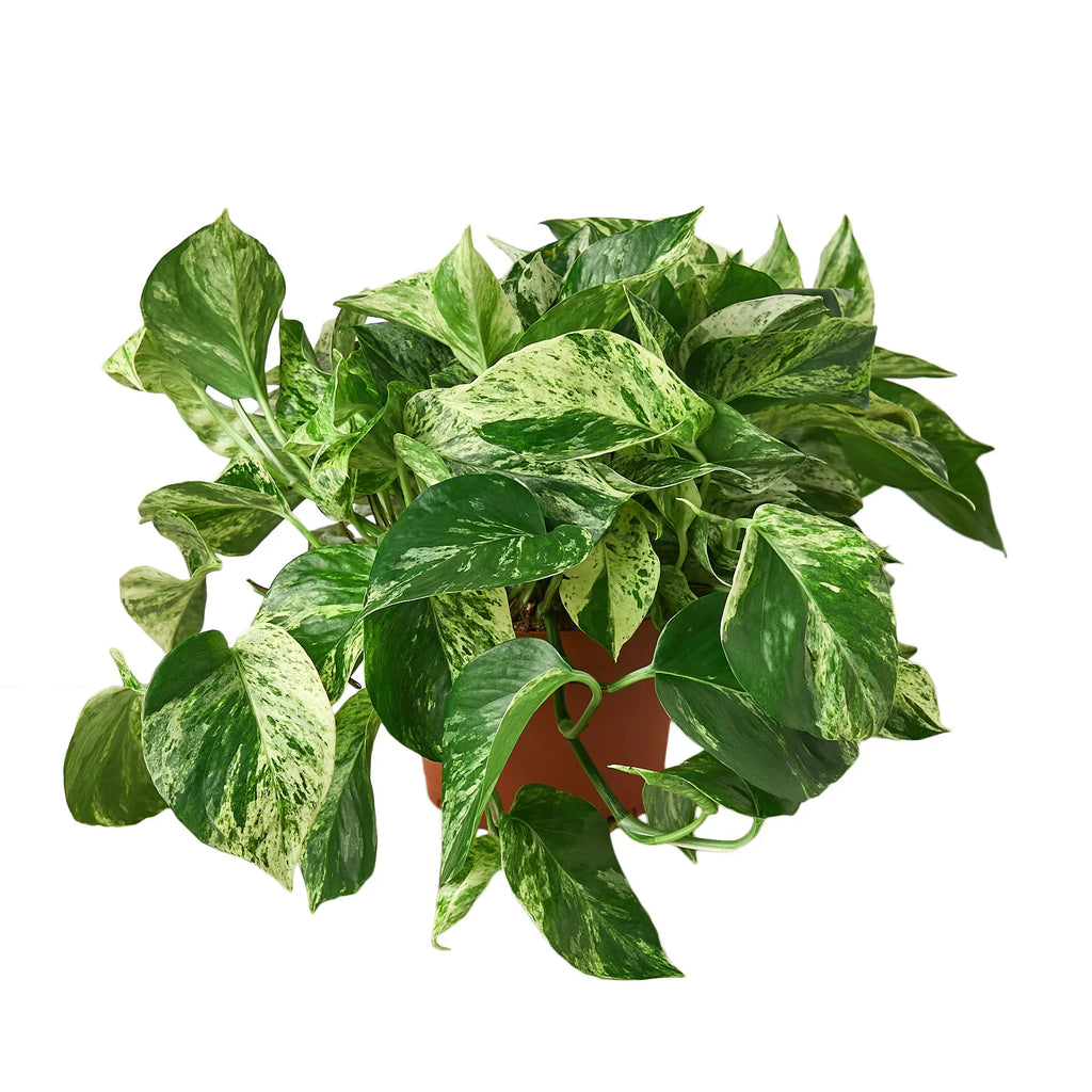 Marble Queen Pothos — Variegated Trailing Houseplant live plant