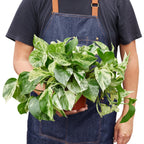 Marble Queen Pothos — Variegated Trailing Houseplant live plant