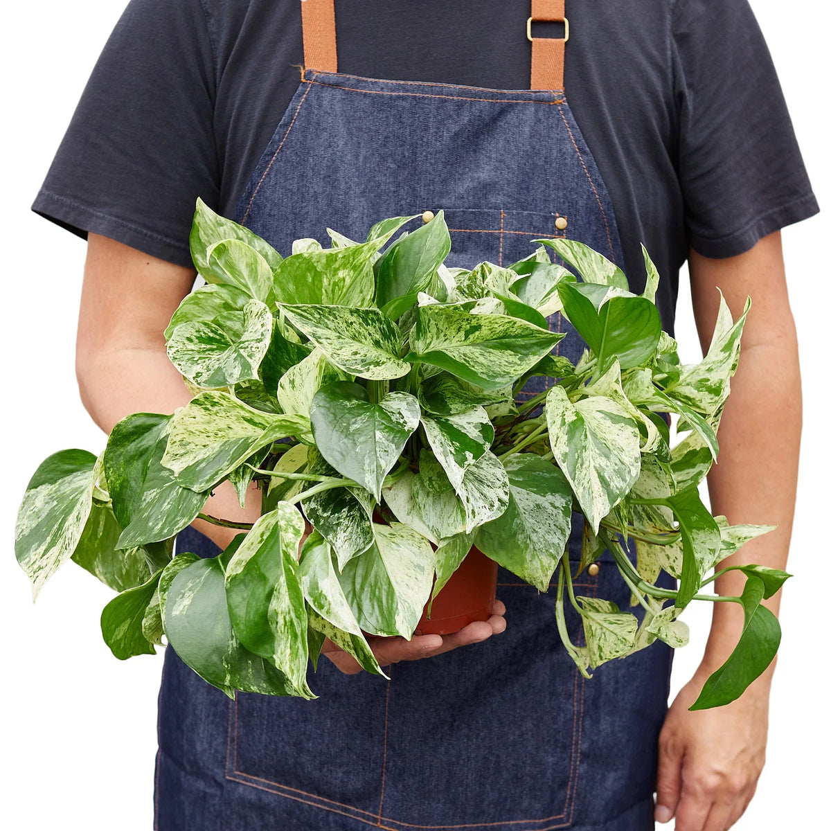 Marble Queen Pothos — Variegated Trailing Houseplant live plant