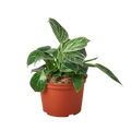 Philodendron 'Birkin' — 6-Inch Pot