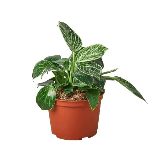 Philodendron Birkin — Pinstriped Houseplant live plant