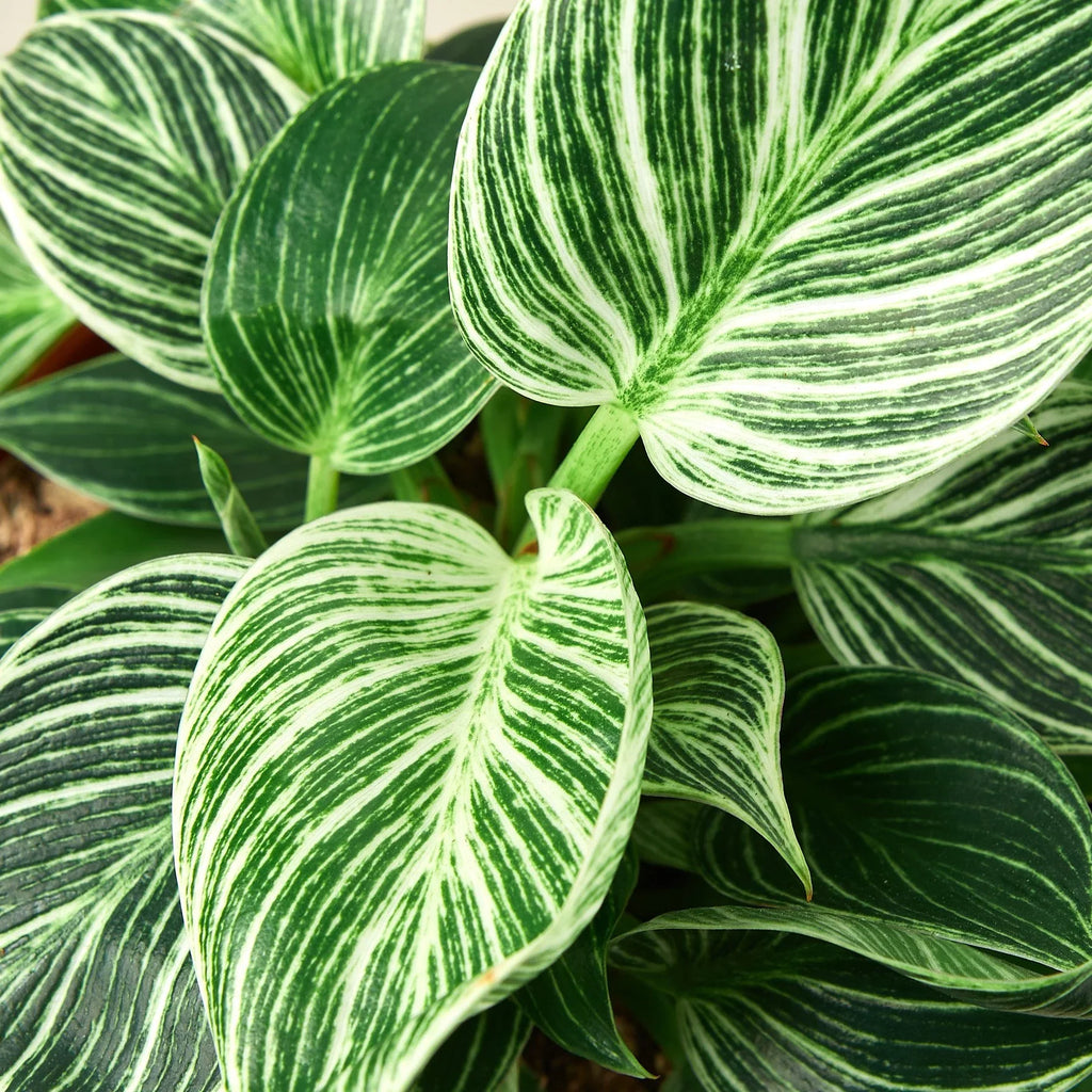 Philodendron Birkin — Pinstriped Houseplant live plant