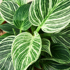 Philodendron Birkin — Pinstriped Houseplant live plant