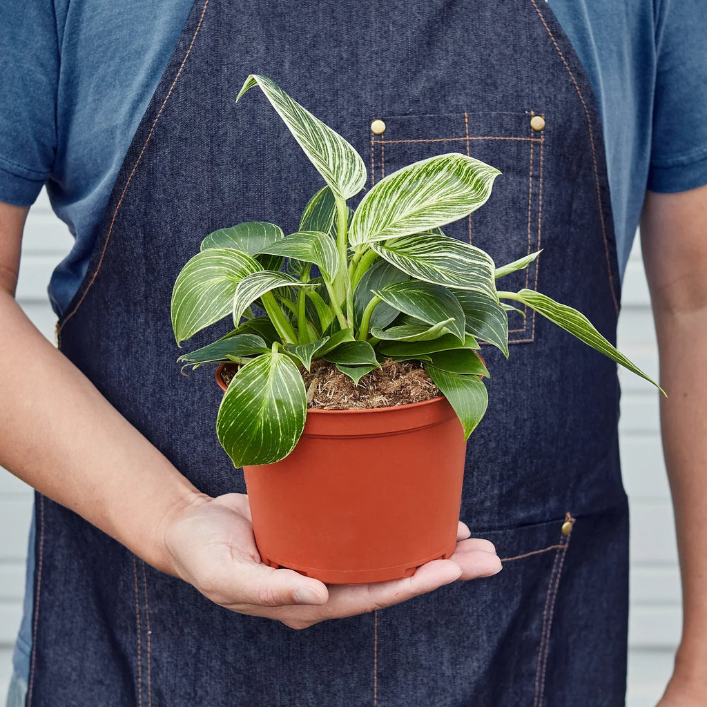 Philodendron Birkin — Pinstriped Houseplant live plant