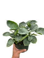 Schismatoglottis 'Sarawak'