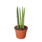 Cylindrical Snake Plant — Sculptural Upright Plant live plant