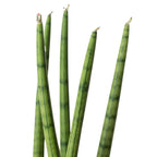 Cylindrical Snake Plant — Sculptural Upright Plant live plant