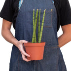 Cylindrical Snake Plant — Sculptural Upright Plant live plant