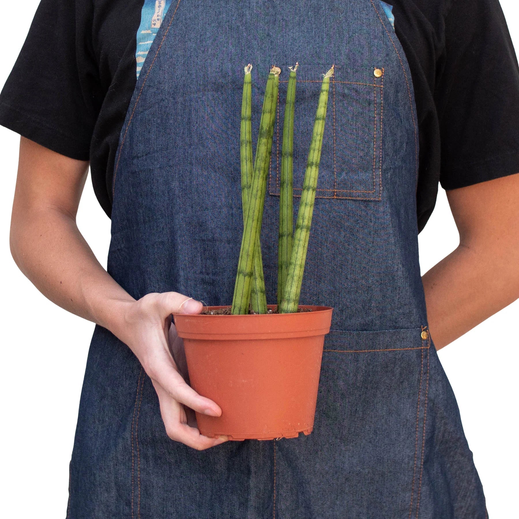 Cylindrical Snake Plant — Sculptural Upright Plant live plant