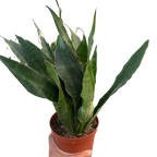 Snake Plant 'Jaboa'